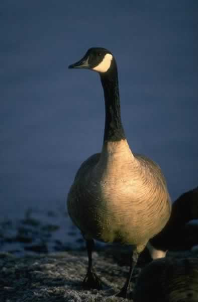 Canada Goose - Branta canadensis | Wildlife Journal Junior