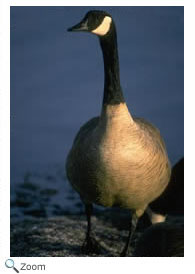 Canada Goose