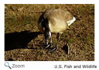 Canada Goose