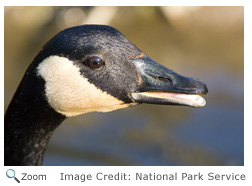 Canada Goose