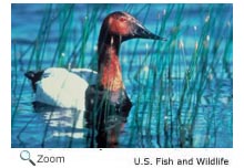 Canvasback