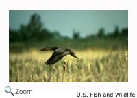 Canvasback