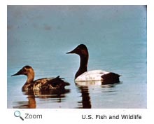 Canvasback