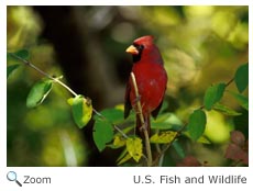 Male Cardinal