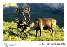 caribou
