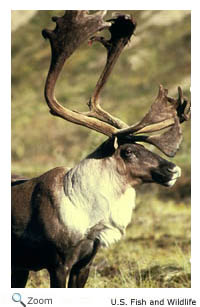 caribou
