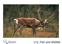 caribou