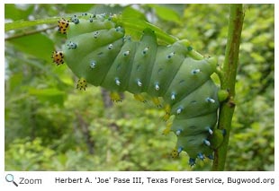 Cecropia Moth