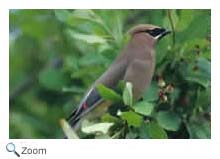 Cedar Waxwing