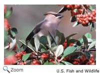 Cedar Waxwing