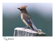 Cedar Waxwing