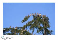 Cedar Waxwing
