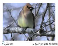 Cedar Waxwing