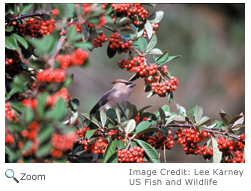 Cedar Waxwing