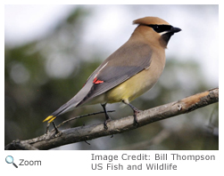 Cedar Waxwing