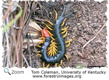 centipede