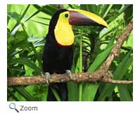 chestnut mandibled toucan
