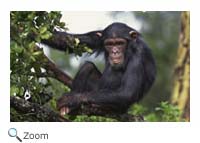 chimp
