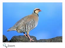 Chukar