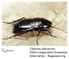cockroach