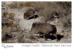 Collared Peccary