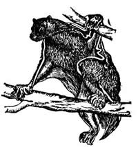 colugo