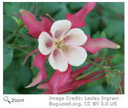 Columbine