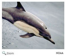 Short-beaked Saddleback Dolphin