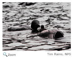 Common Loon