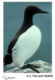 Common Murre