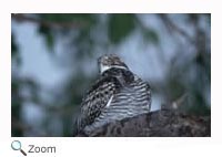 Common Nighthawk