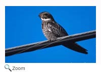 Common Nighthawk