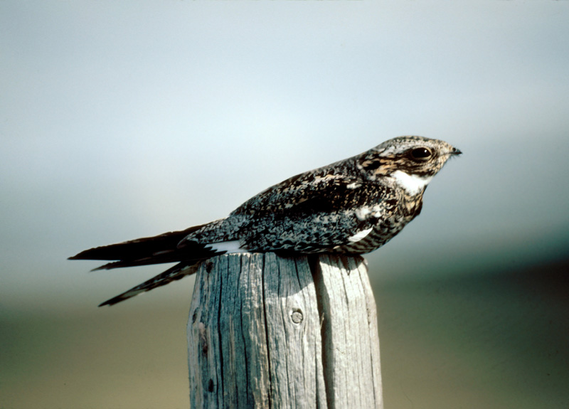 Common Nighthawk Diet