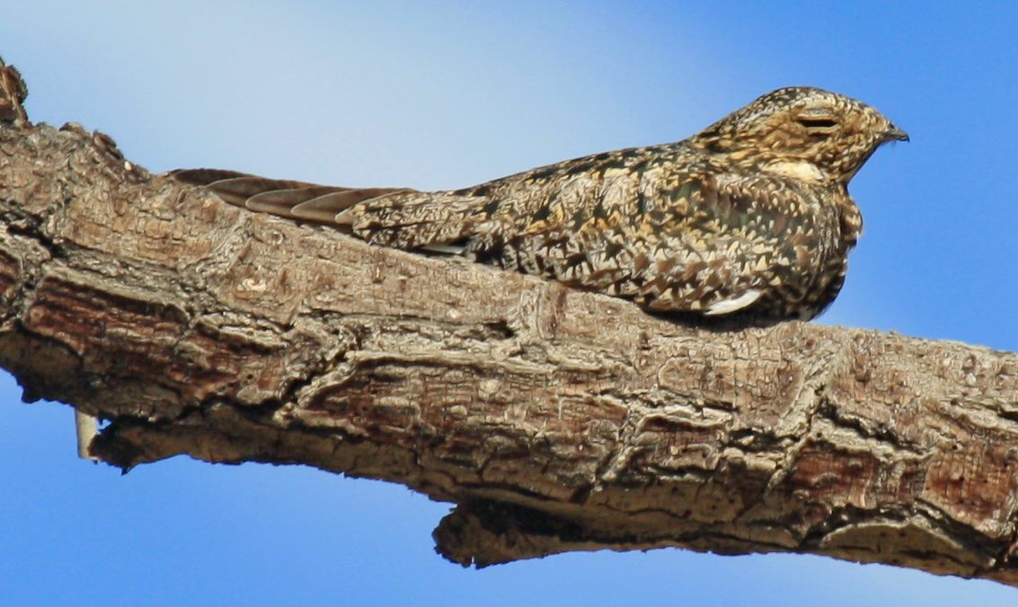 Common Nighthawk Diet