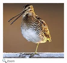 common snipe