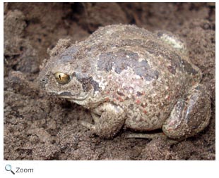 Common Spadefoot Toad 