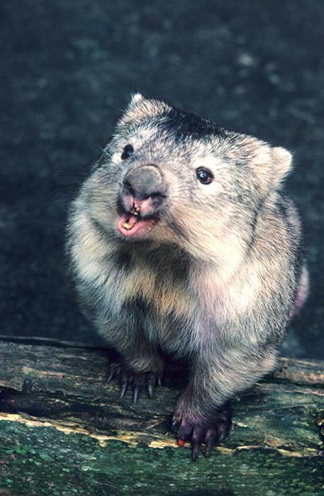 Vobatidae - Wombats | Wildlife Journal Junior