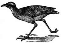 courser