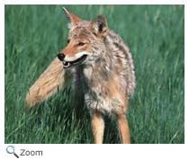 Coyote