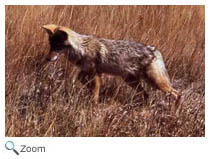Coyote