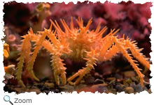 crab