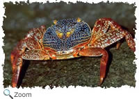 Crab