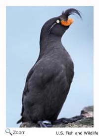 Crested Auklet