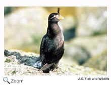 Crested Auklet