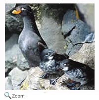crested auklet