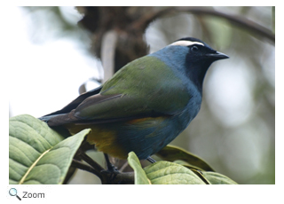 Raggiana Bird-of-Paradise