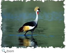 Crowned Crane