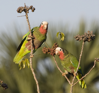 Cuban Amazon