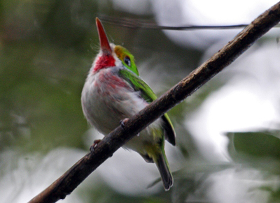 Cuban Tody