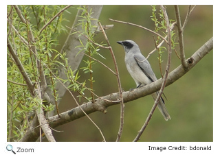 cuckoo shrike